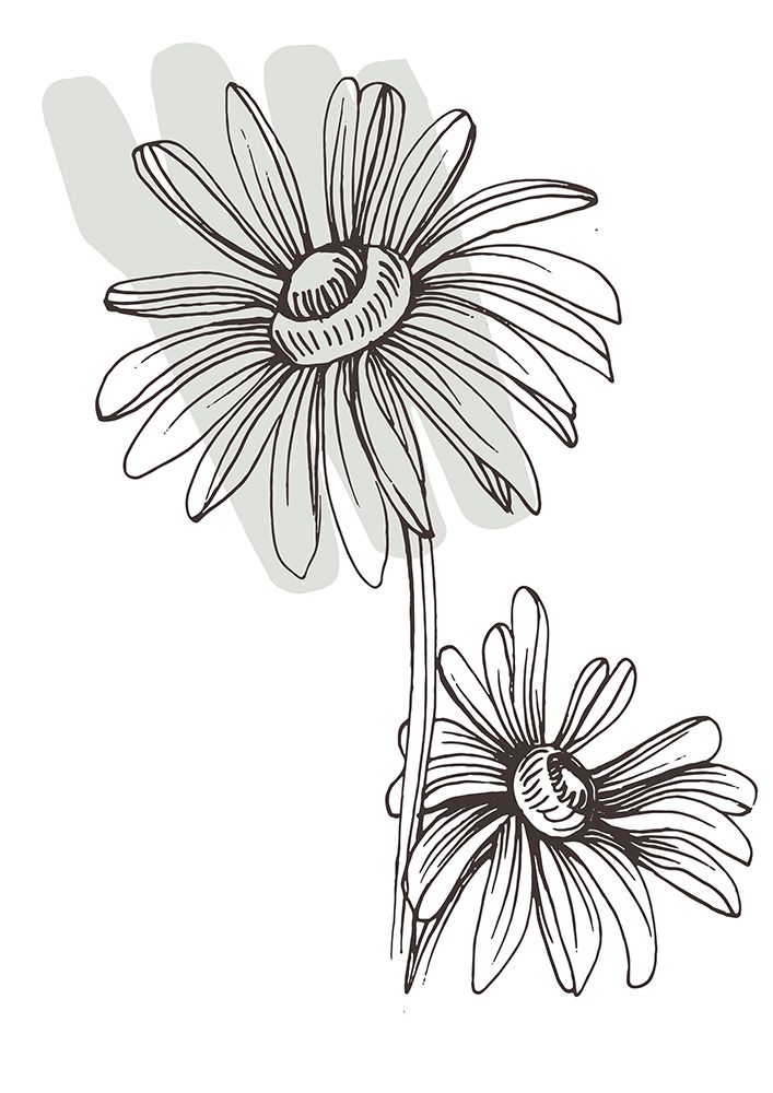 Wild daisy chamomile art print by AcantStudio for $57.95 CAD