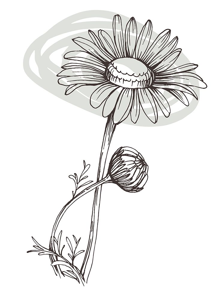 Wild daisy chamomile art print by AcantStudio for $57.95 CAD