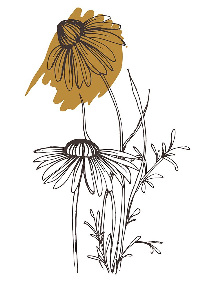 Wild daisy chamomile art print by AcantStudio for $57.95 CAD