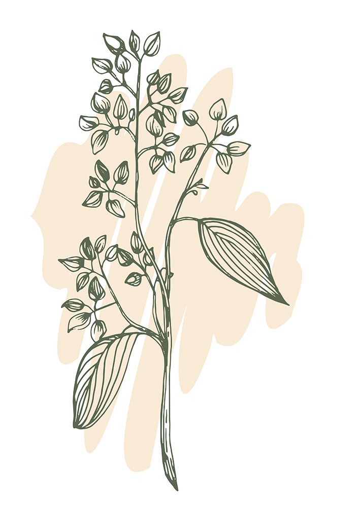 Eucalyptus flowers minimal art art print by AcantStudio for $57.95 CAD