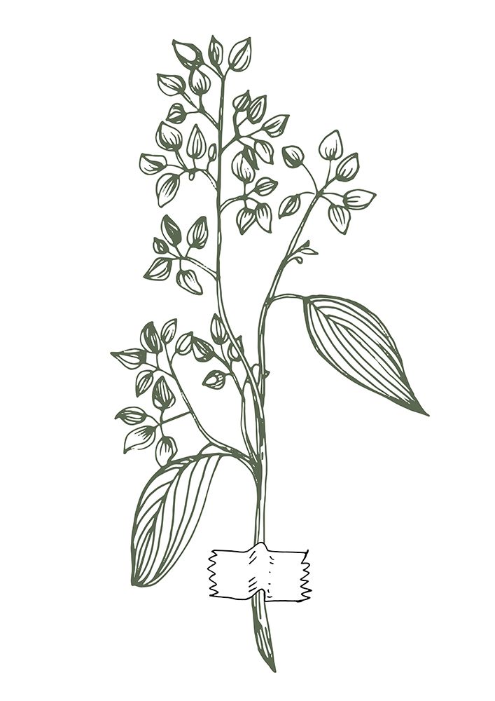 Eucalyptus flowers minimal art art print by AcantStudio for $57.95 CAD