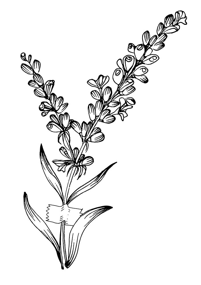 Lavender flowers art print by AcantStudio for $57.95 CAD