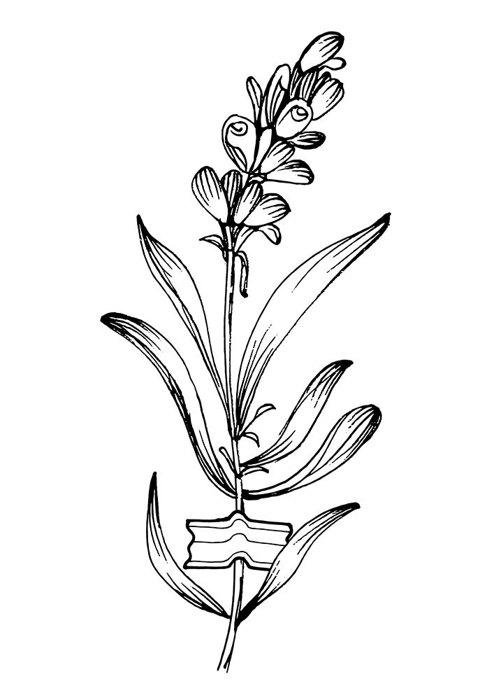 Lavender flowers art print by AcantStudio for $57.95 CAD