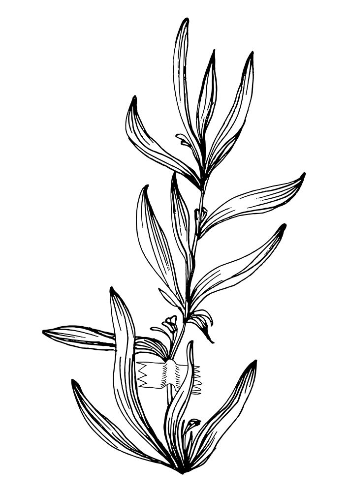 Lavender flowers art print by AcantStudio for $57.95 CAD