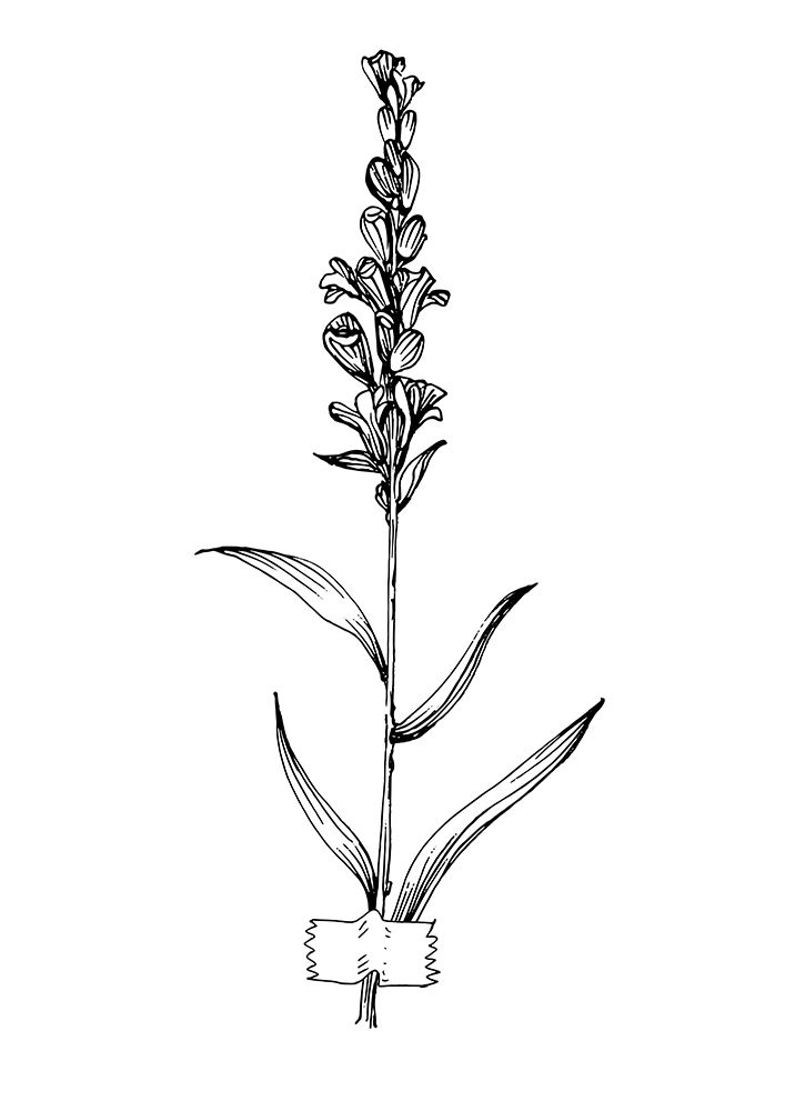 Lavender flowers art print by AcantStudio for $57.95 CAD