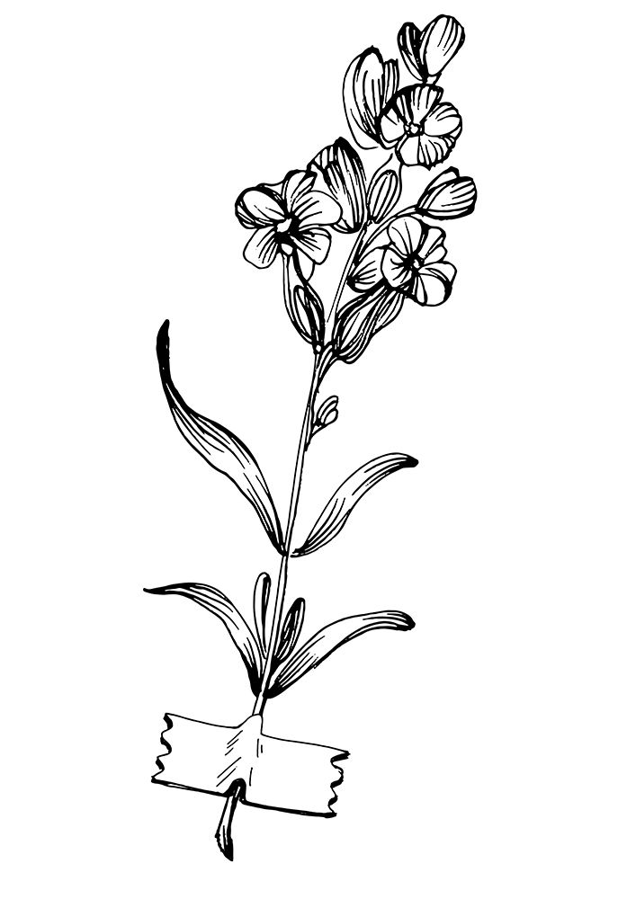 Lavender flowers art print by AcantStudio for $57.95 CAD