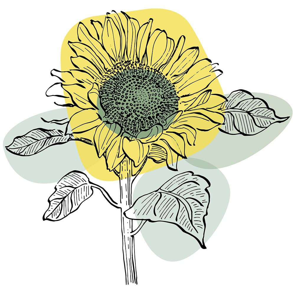 Sunflower minimal art art print by AcantStudio for $57.95 CAD