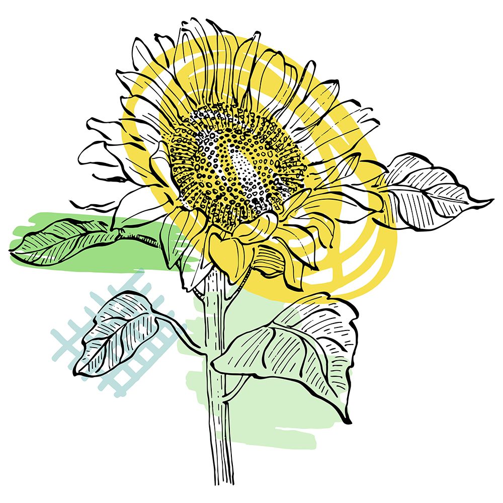 Sunflower minimal art art print by AcantStudio for $57.95 CAD