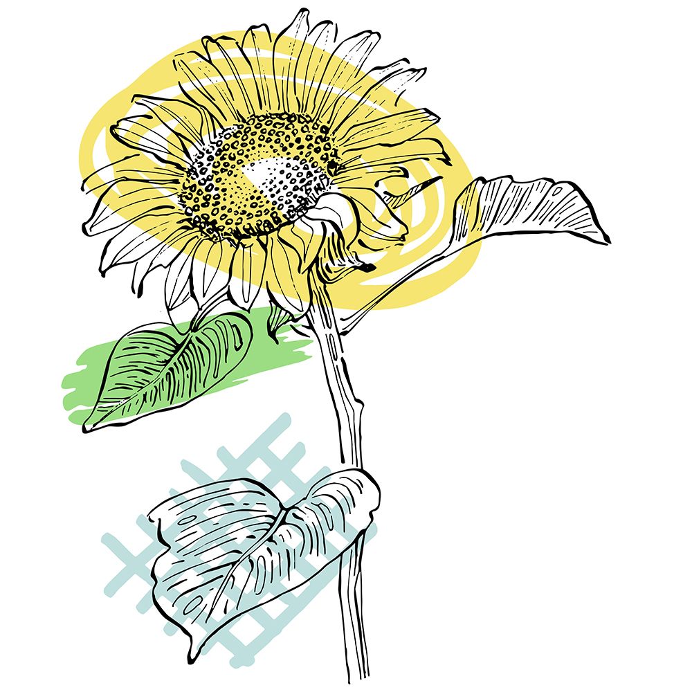 Sunflower minimal art art print by AcantStudio for $57.95 CAD