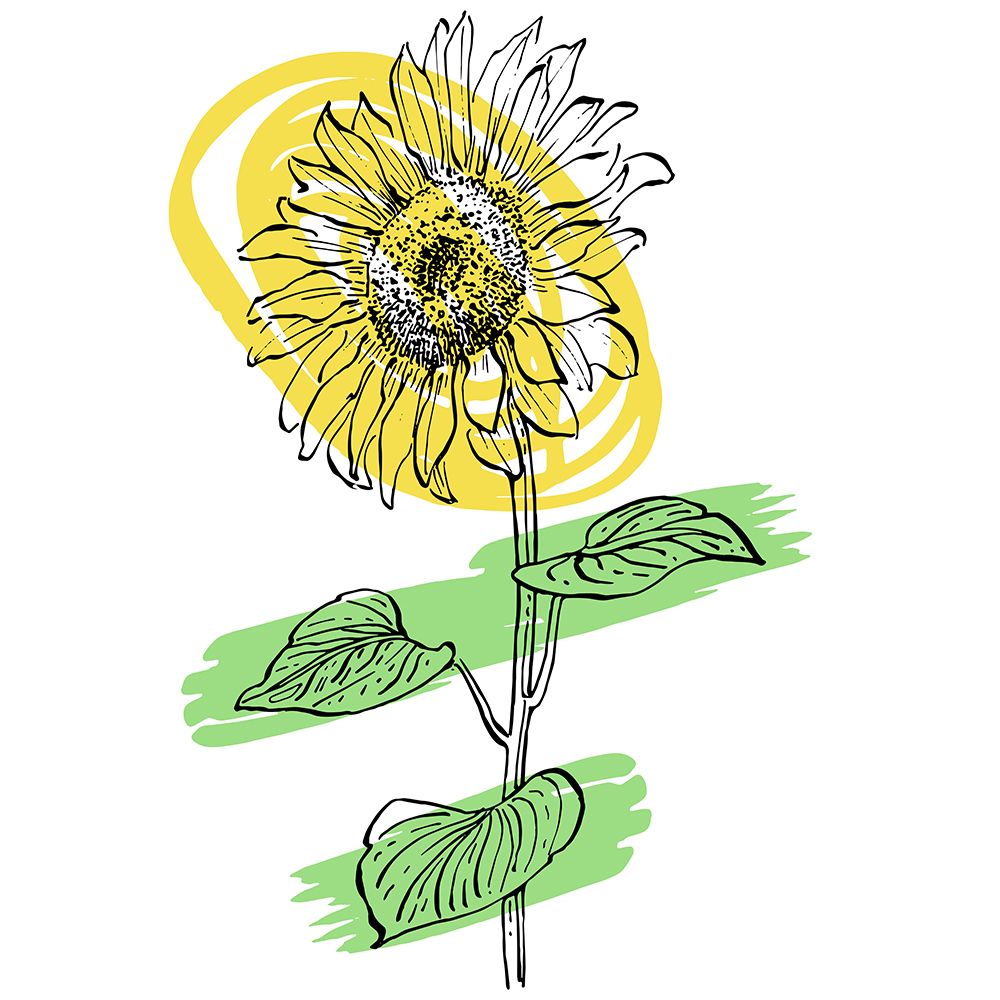 Sunflower minimal art art print by AcantStudio for $57.95 CAD