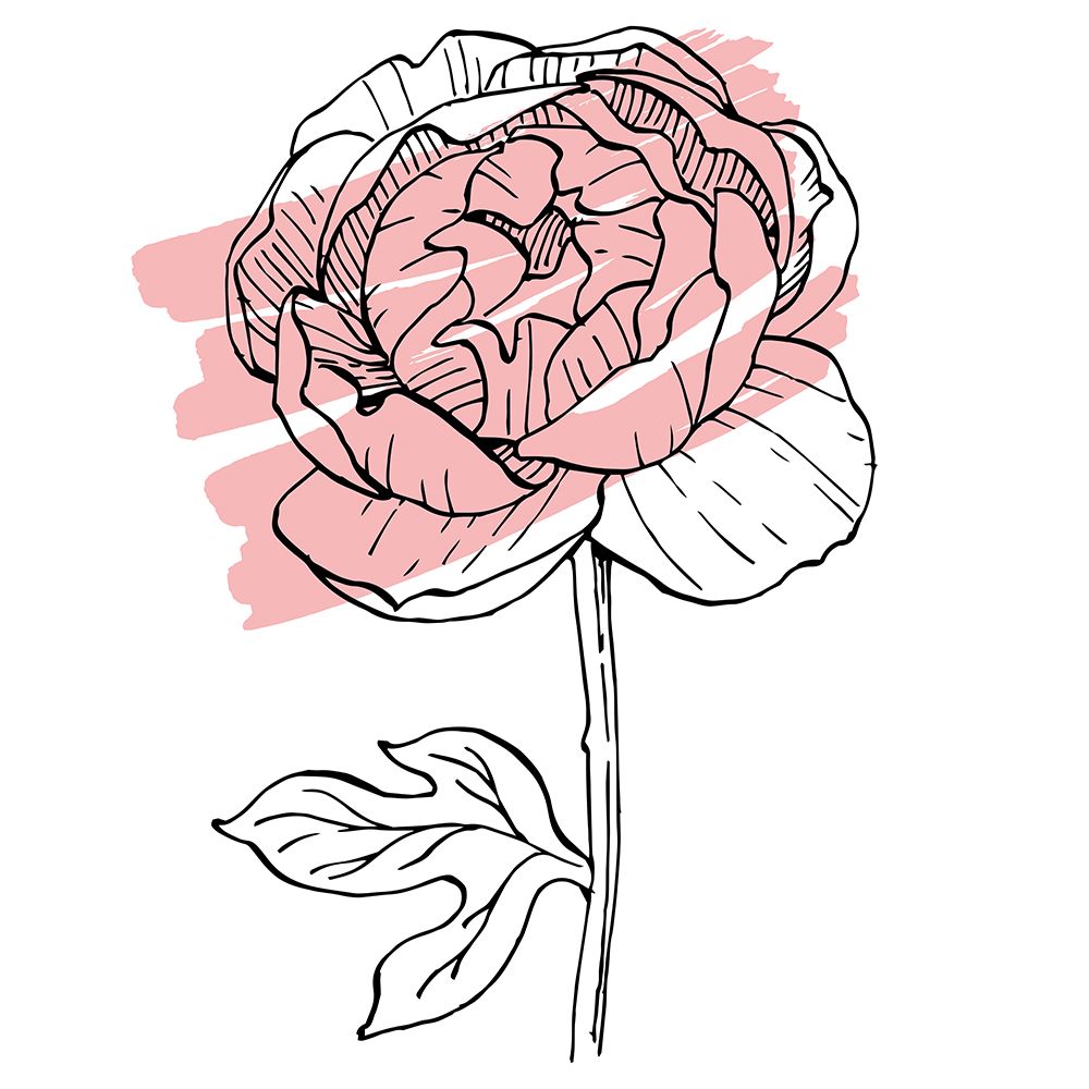 Peonies flowers minimal art art print by AcantStudio for $57.95 CAD