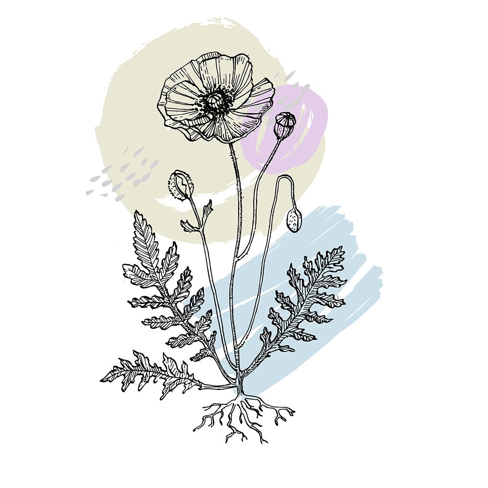 Poppies art print by AcantStudio for $57.95 CAD