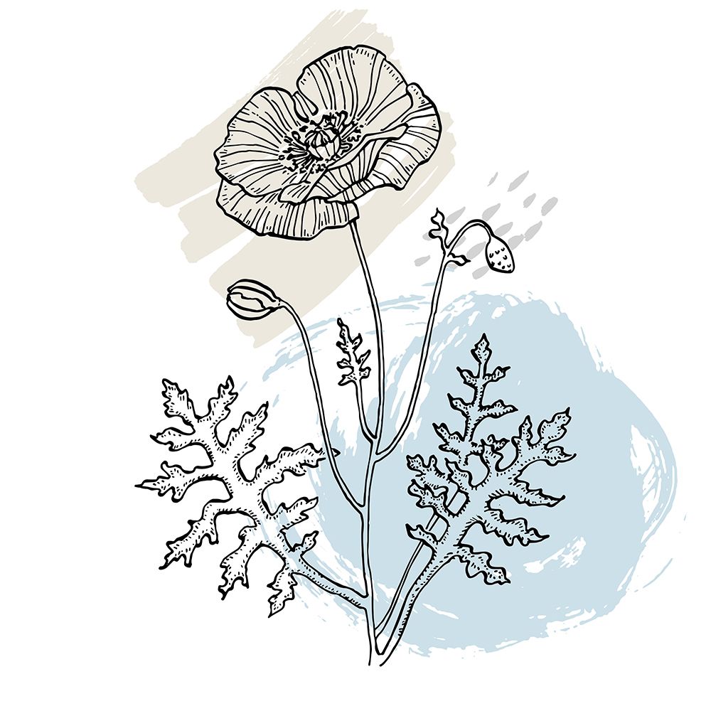 Poppies art print by AcantStudio for $57.95 CAD