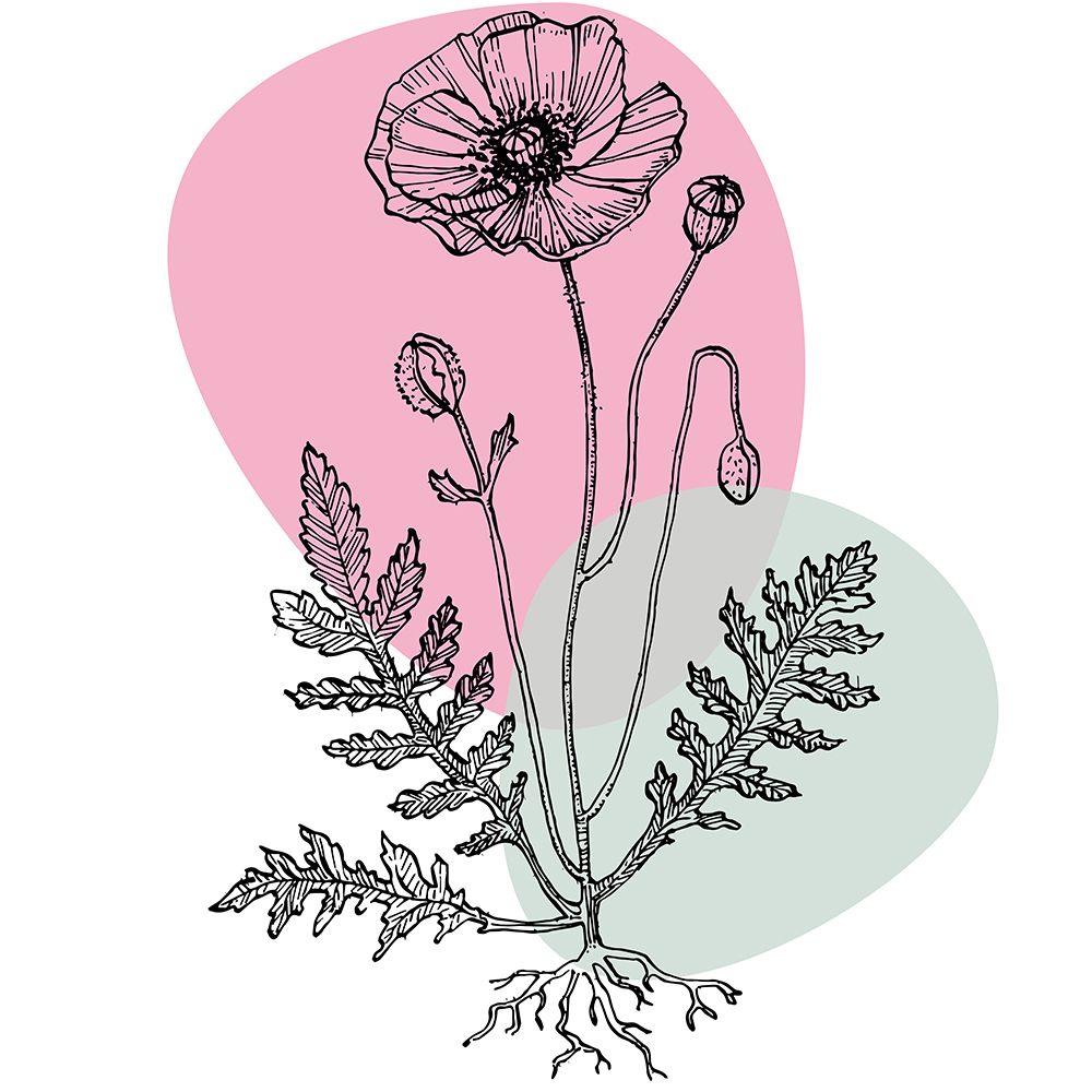 Poppies art print by AcantStudio for $57.95 CAD