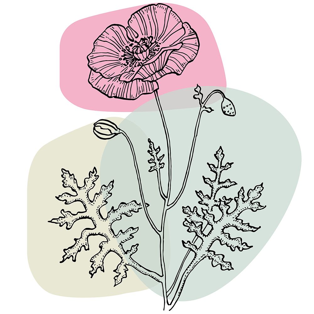 Poppies art print by AcantStudio for $57.95 CAD