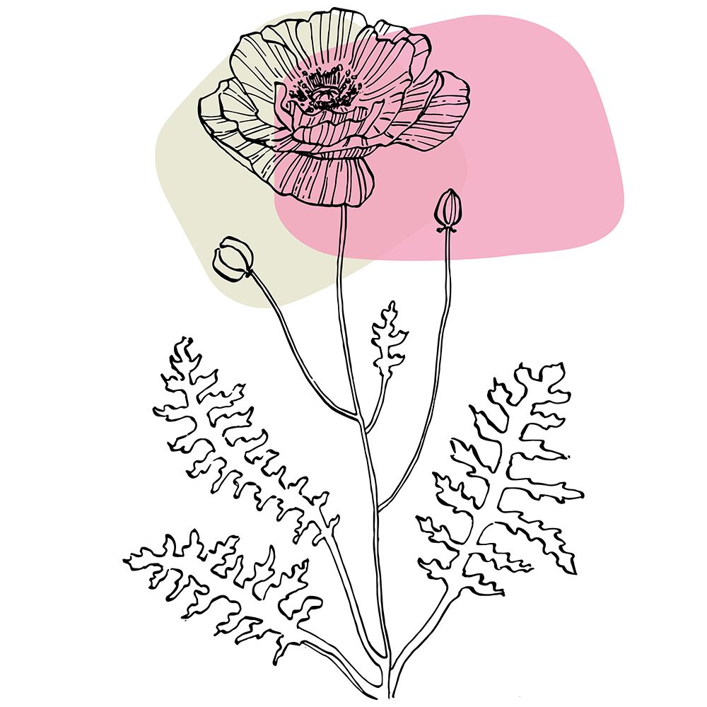 Poppies art print by AcantStudio for $57.95 CAD