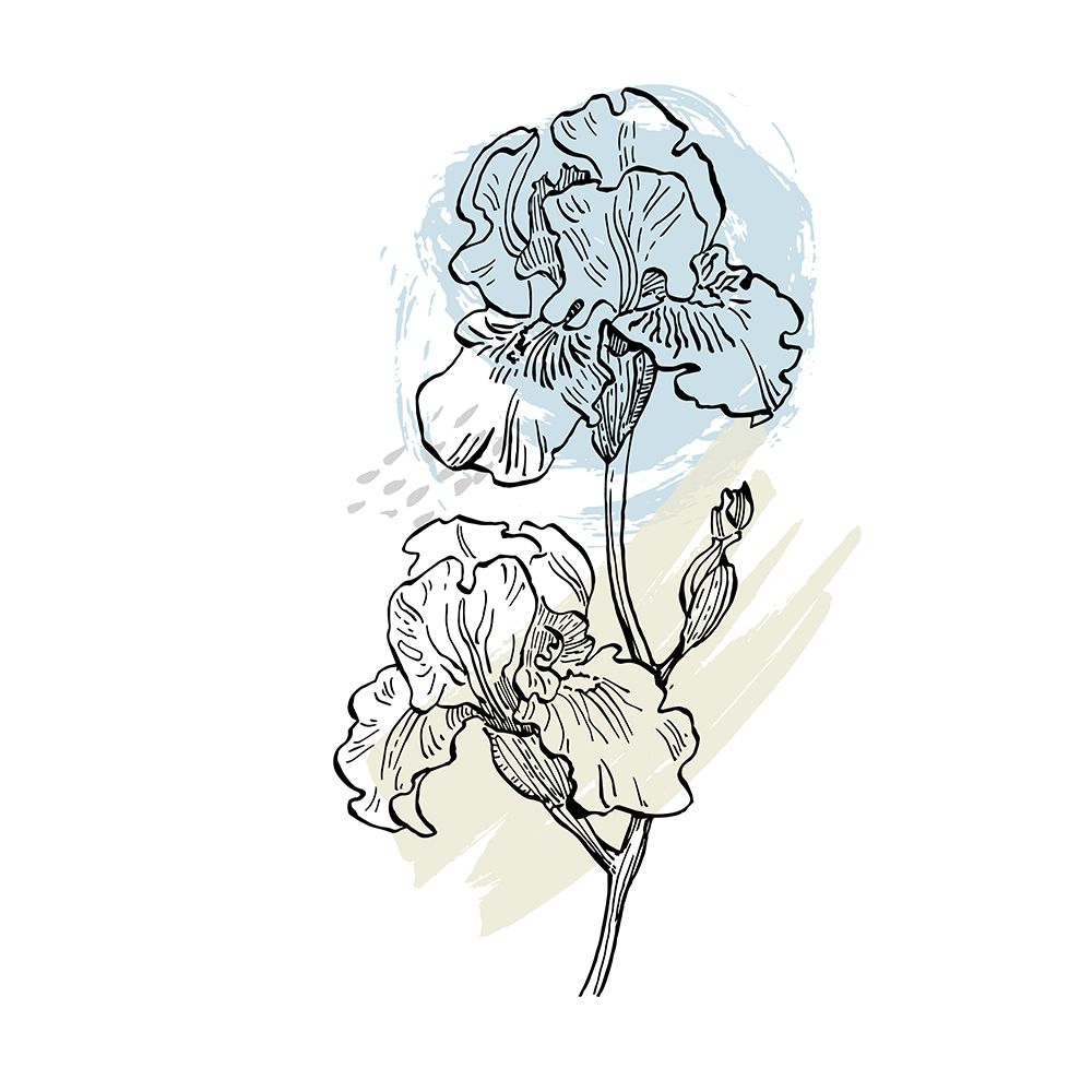 Irises art print by AcantStudio for $57.95 CAD