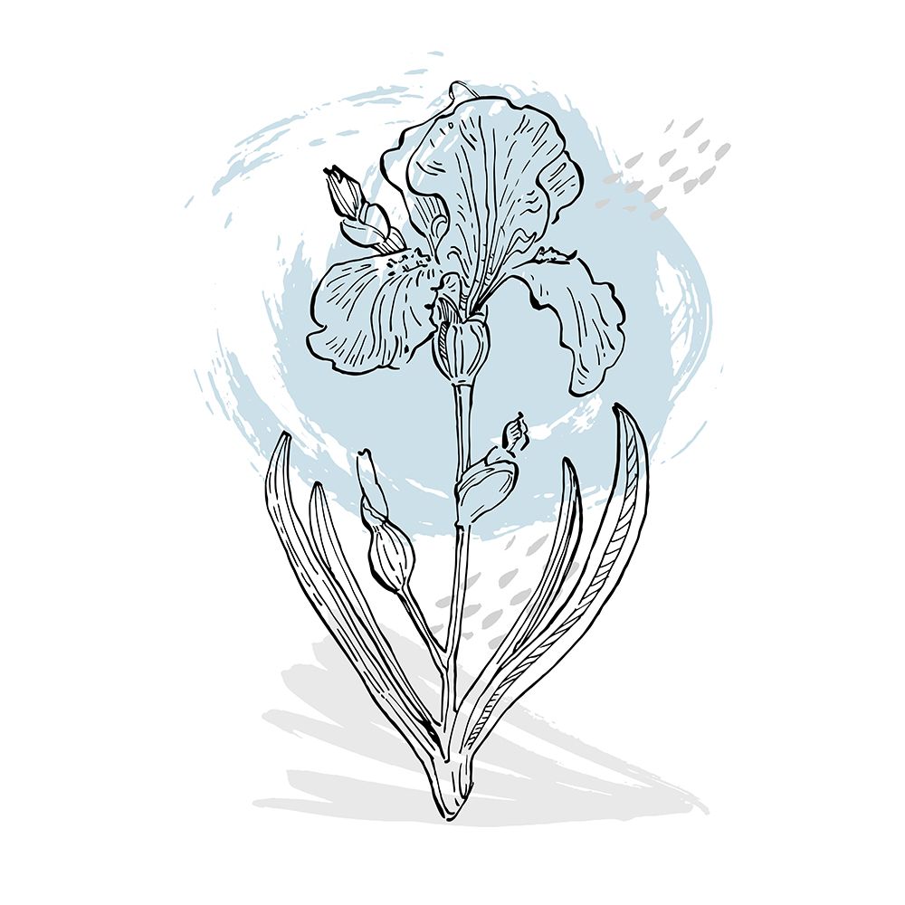 Irises art print by AcantStudio for $57.95 CAD