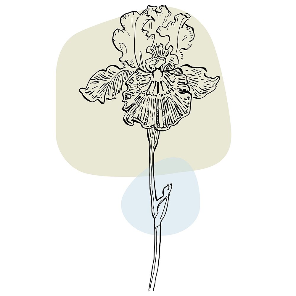 Irises art print by AcantStudio for $57.95 CAD