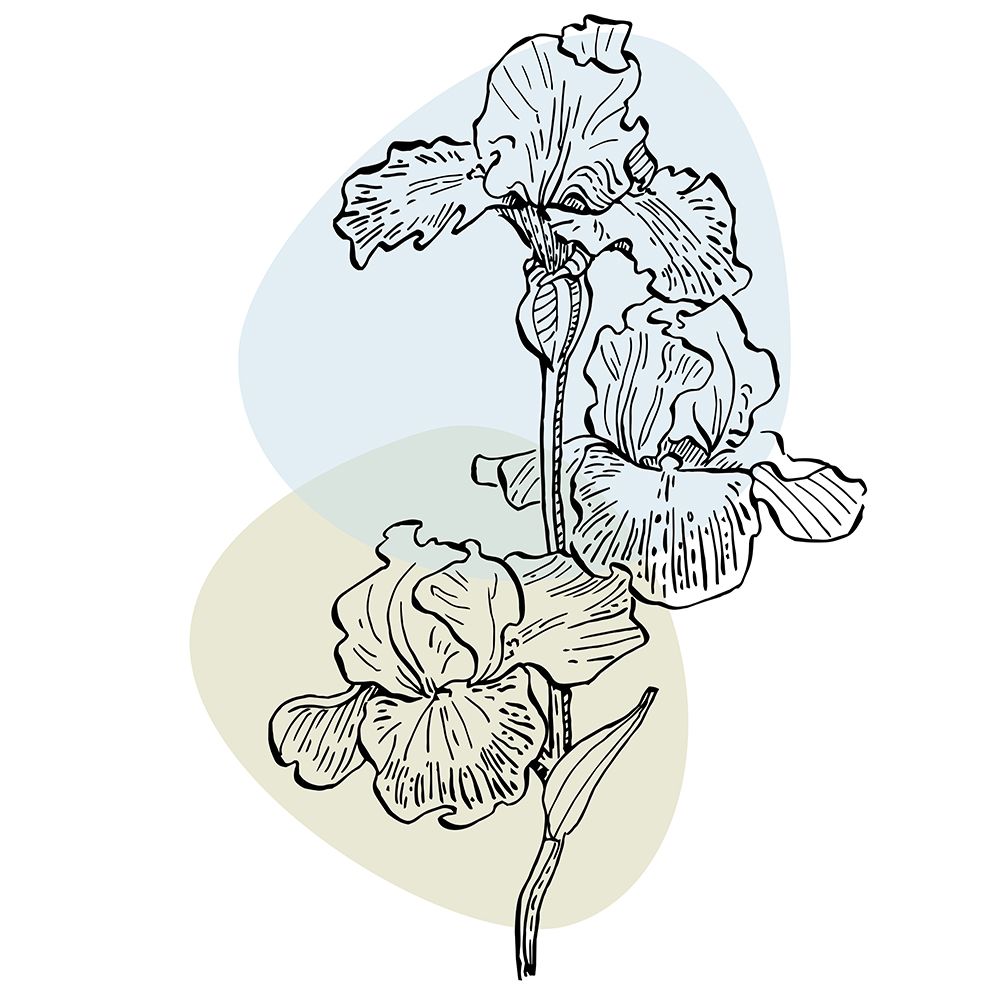 Irises art print by AcantStudio for $57.95 CAD