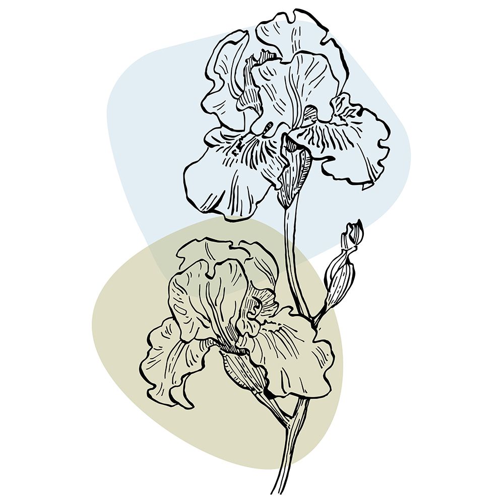 Irises art print by AcantStudio for $57.95 CAD