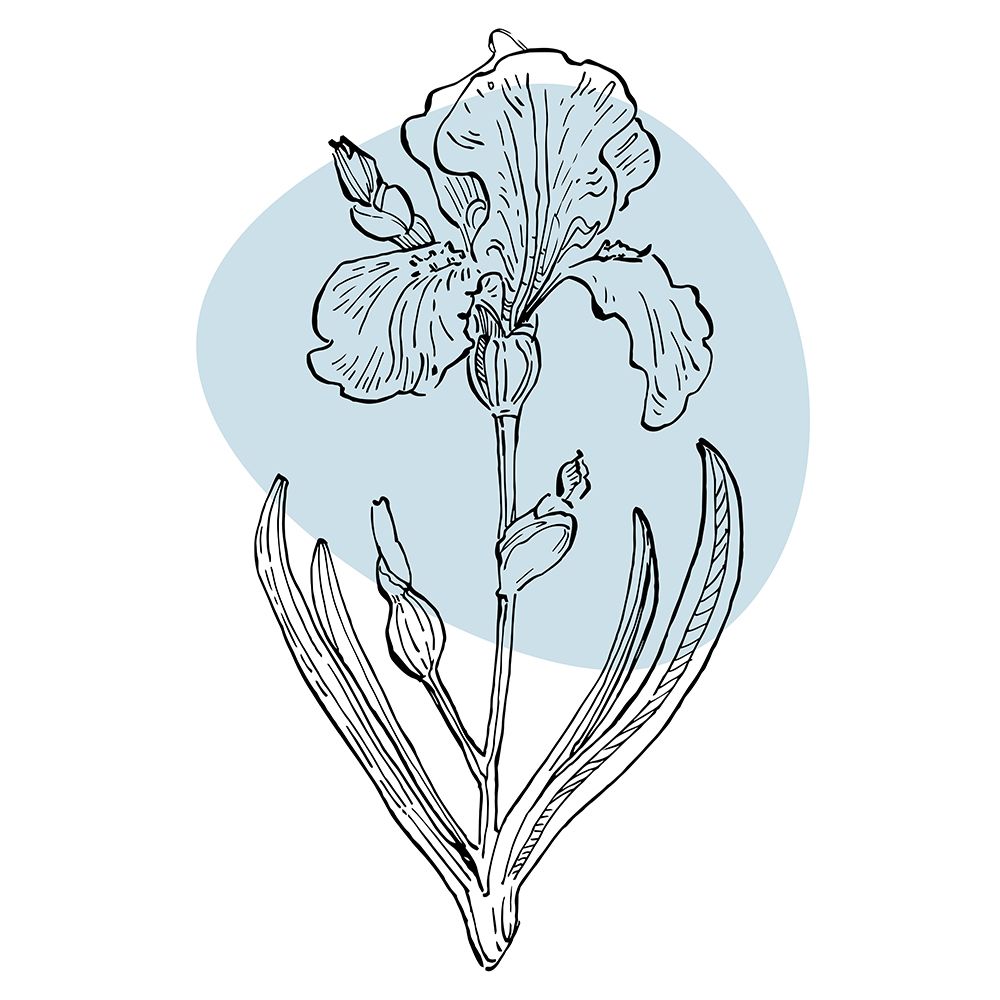 Irises art print by AcantStudio for $57.95 CAD