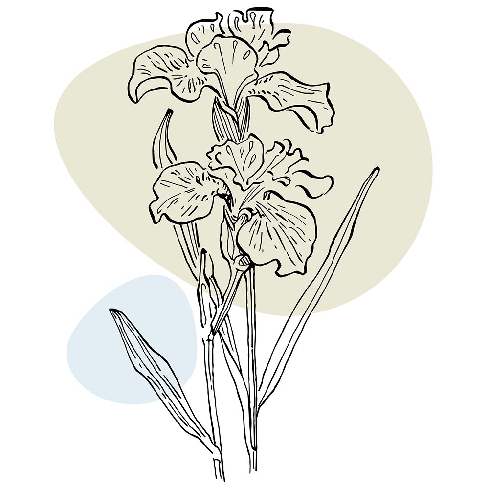 Irises art print by AcantStudio for $57.95 CAD