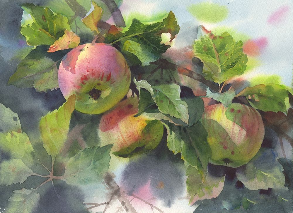 Apples On A Branch art print by Samira Yanushkova for $57.95 CAD