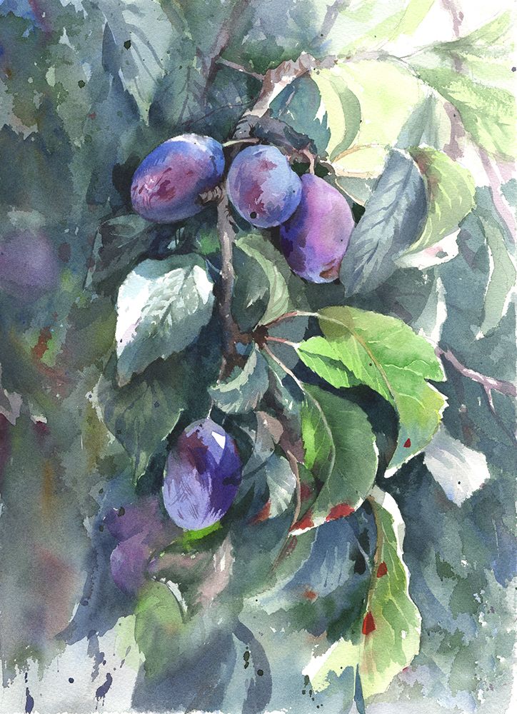 Plums art print by Samira Yanushkova for $57.95 CAD