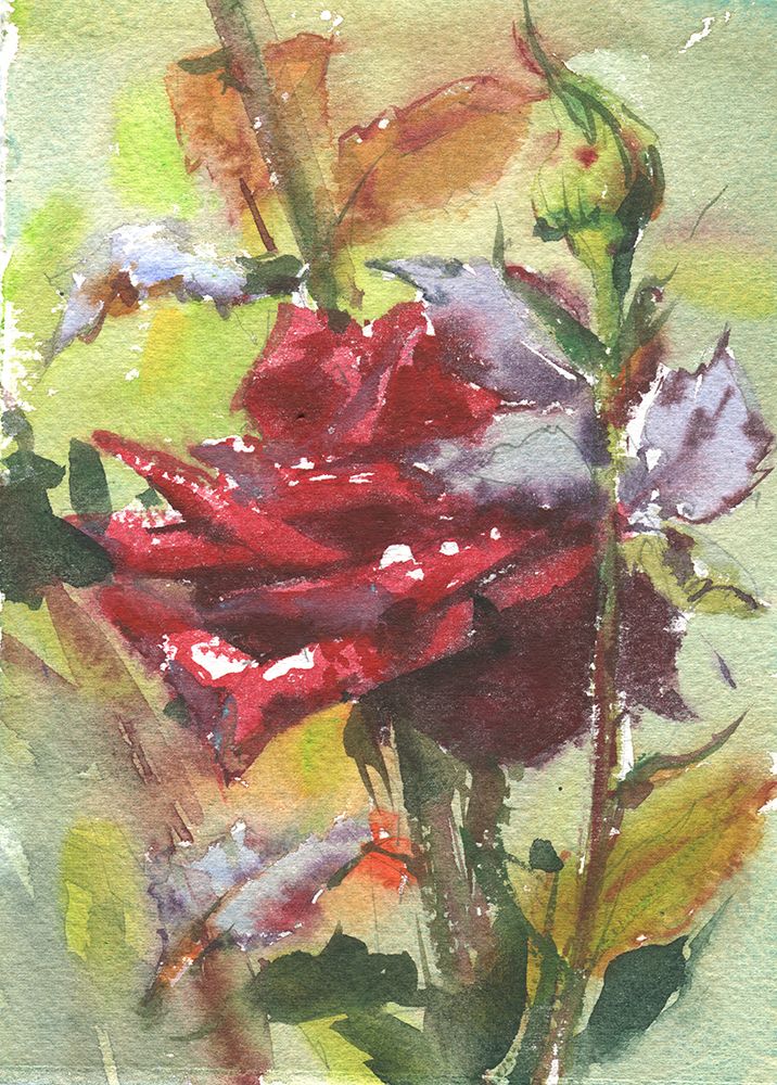 Spice Rose watercolor painting art print by Samira Yanushkova for $57.95 CAD