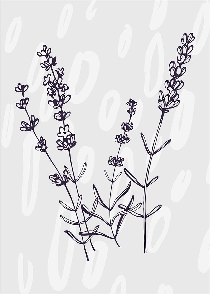 Lavender 2 art print by AcantStudio for $57.95 CAD