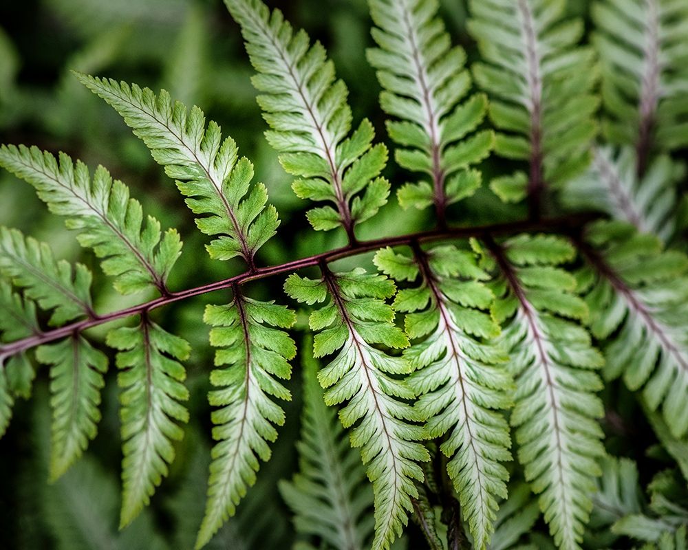 Fern Detail art print by Danny Head for $57.95 CAD