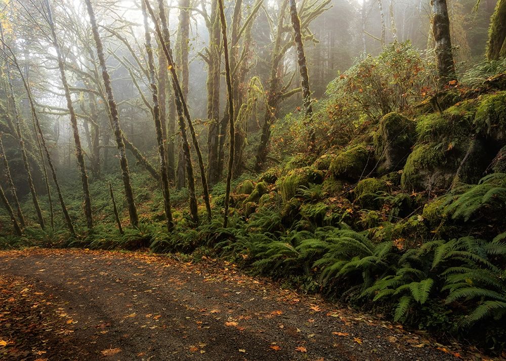 Rain Forest art print by Danny Head for $57.95 CAD
