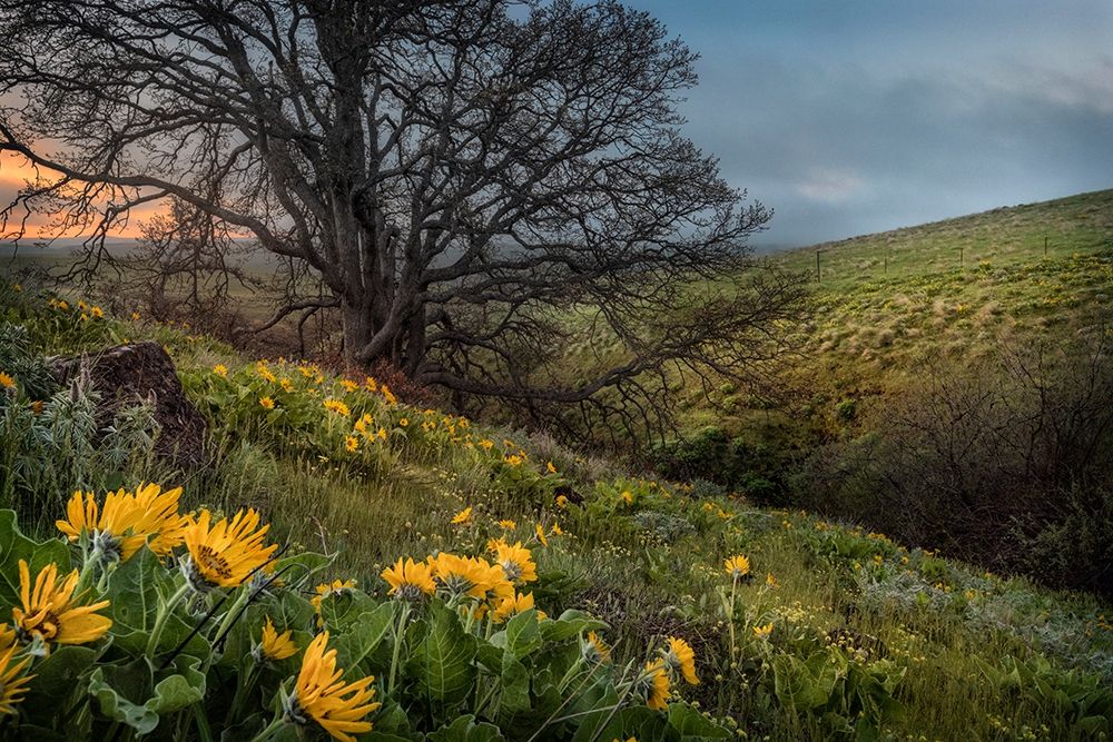 Hillside Oak art print by Danny Head for $57.95 CAD