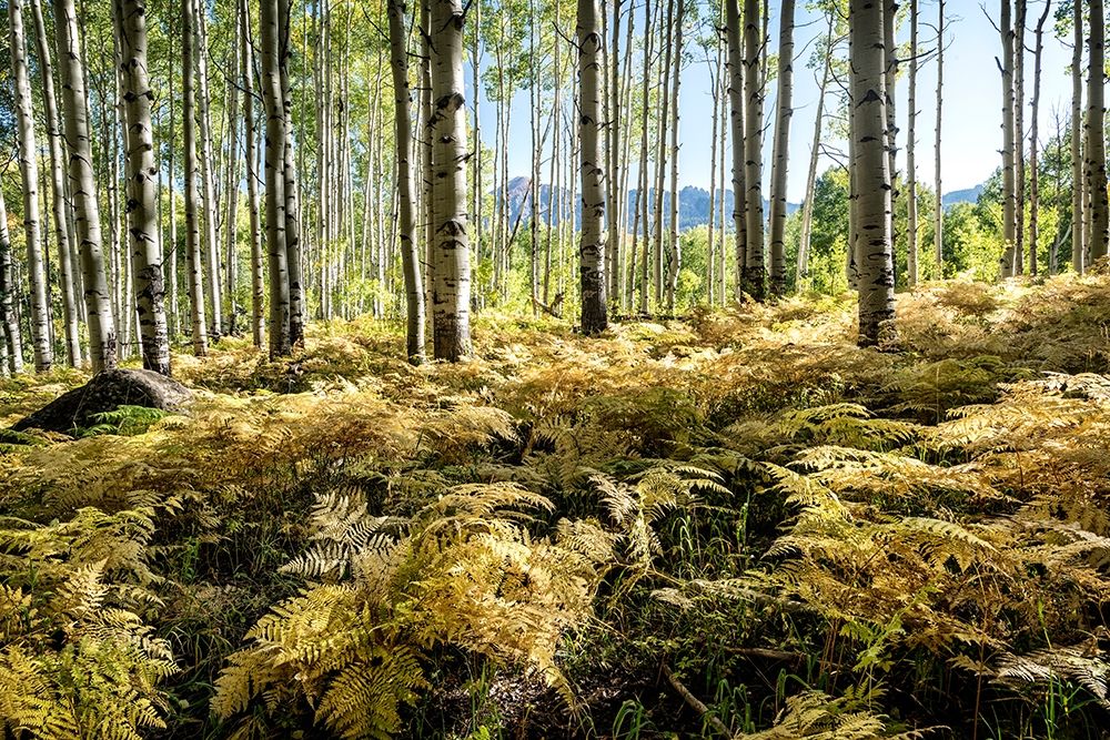 Golden Ferns art print by Danny Head for $57.95 CAD