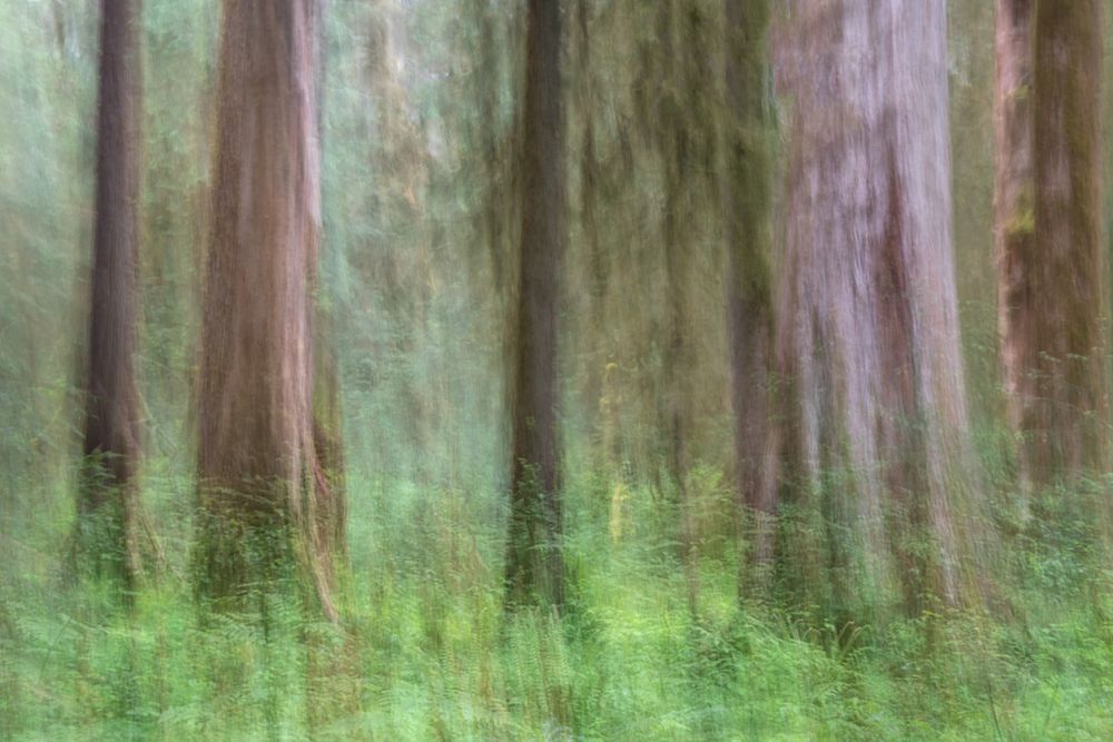 Woodland Abstract art print by Danny Head for $57.95 CAD