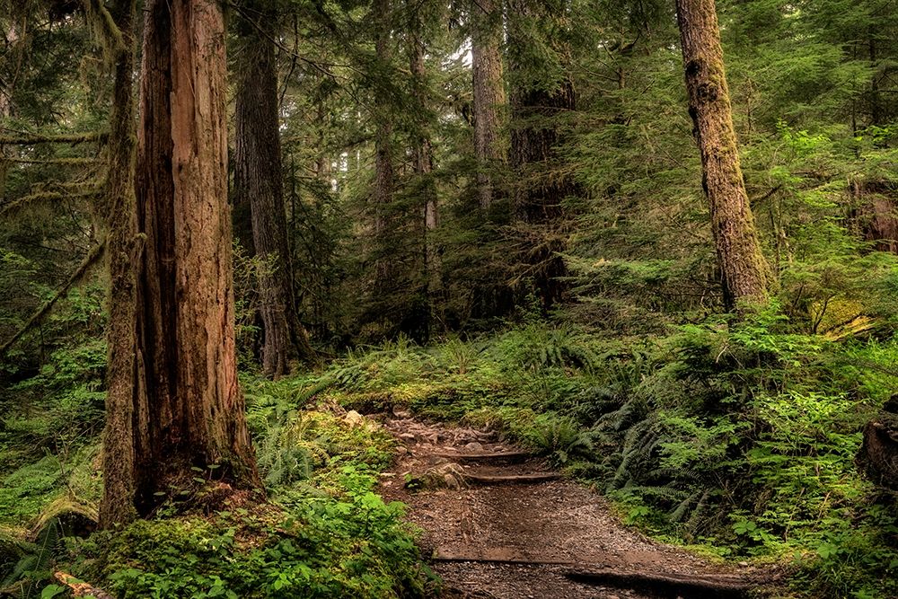The Forest Calls art print by Danny Head for $57.95 CAD