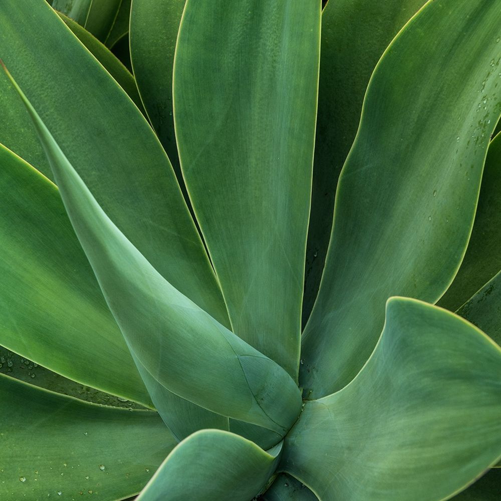 Tropical Macro I art print by Danny Head for $57.95 CAD