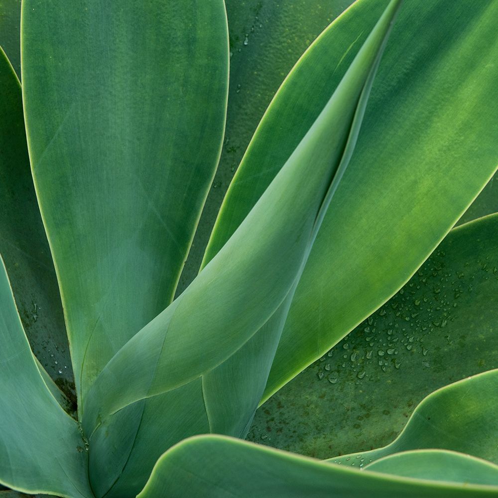 Tropical Macro II art print by Danny Head for $57.95 CAD
