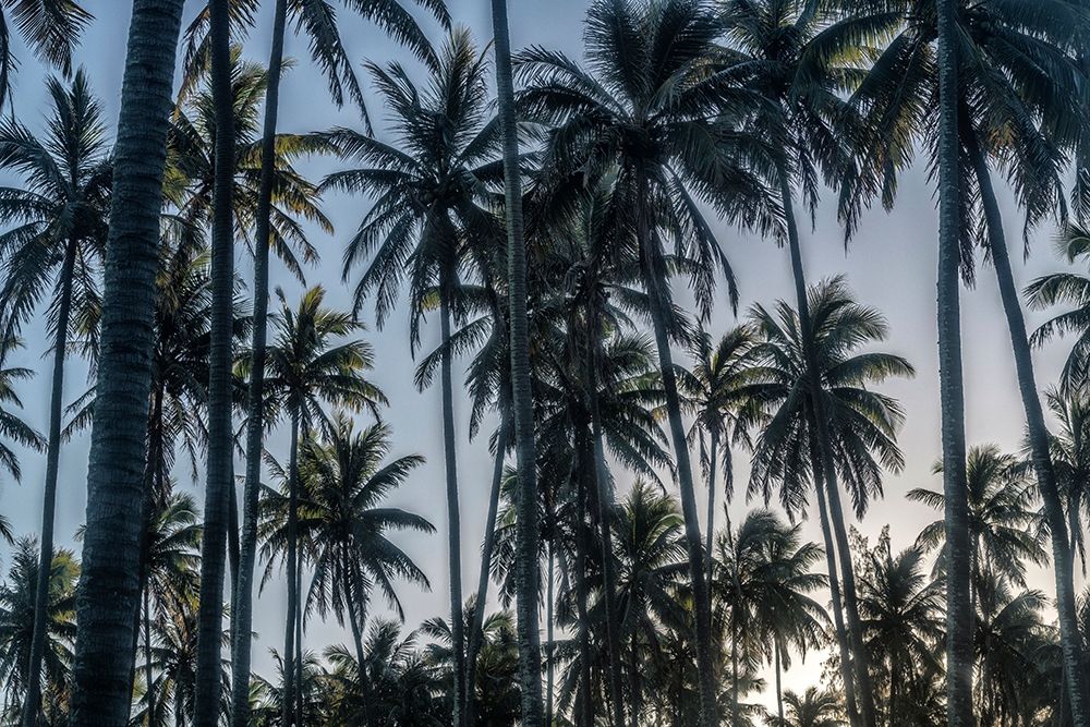 Palm Grove I art print by Danny Head for $57.95 CAD