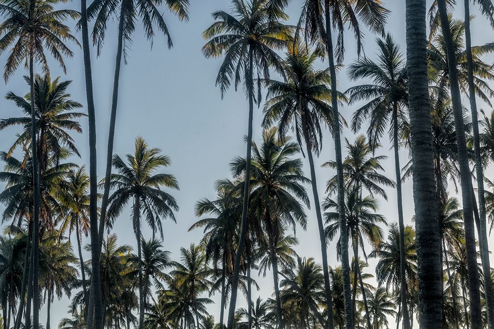 Palm Grove II art print by Danny Head for $57.95 CAD