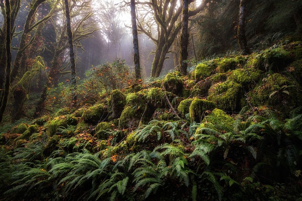 Fern Bank art print by Danny Head for $57.95 CAD
