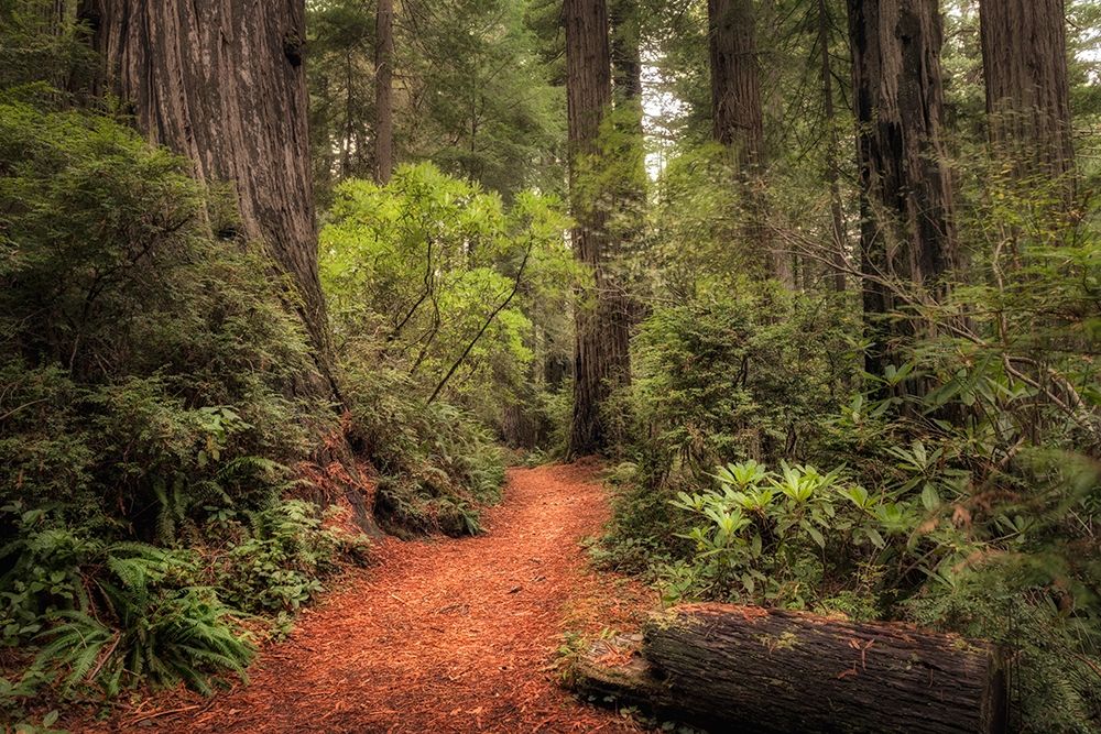 Redwood Trail art print by Danny Head for $57.95 CAD