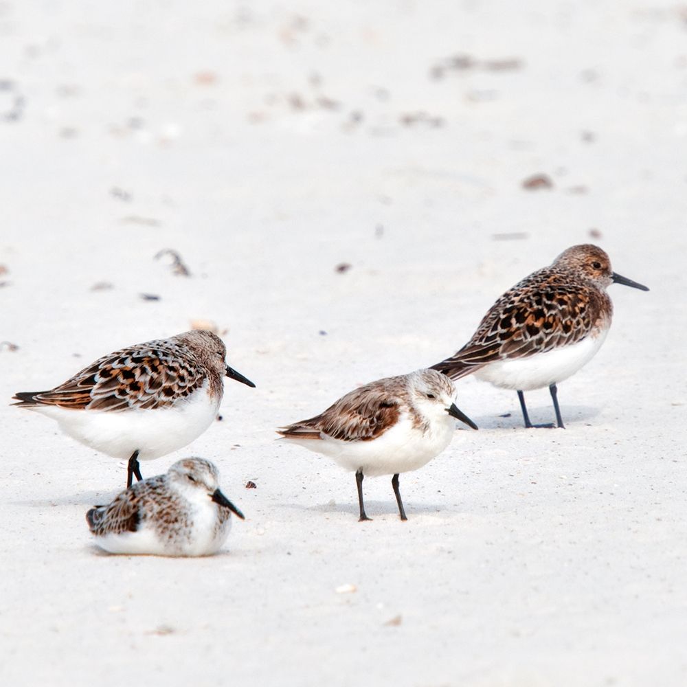 Resting Sandpipers art print by Danny Head for $57.95 CAD