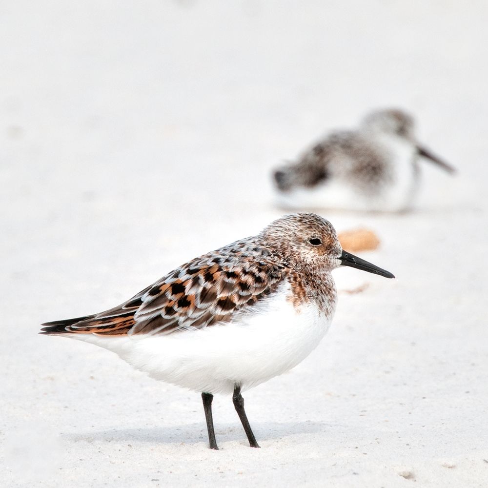 Sandpipers art print by Danny Head for $57.95 CAD