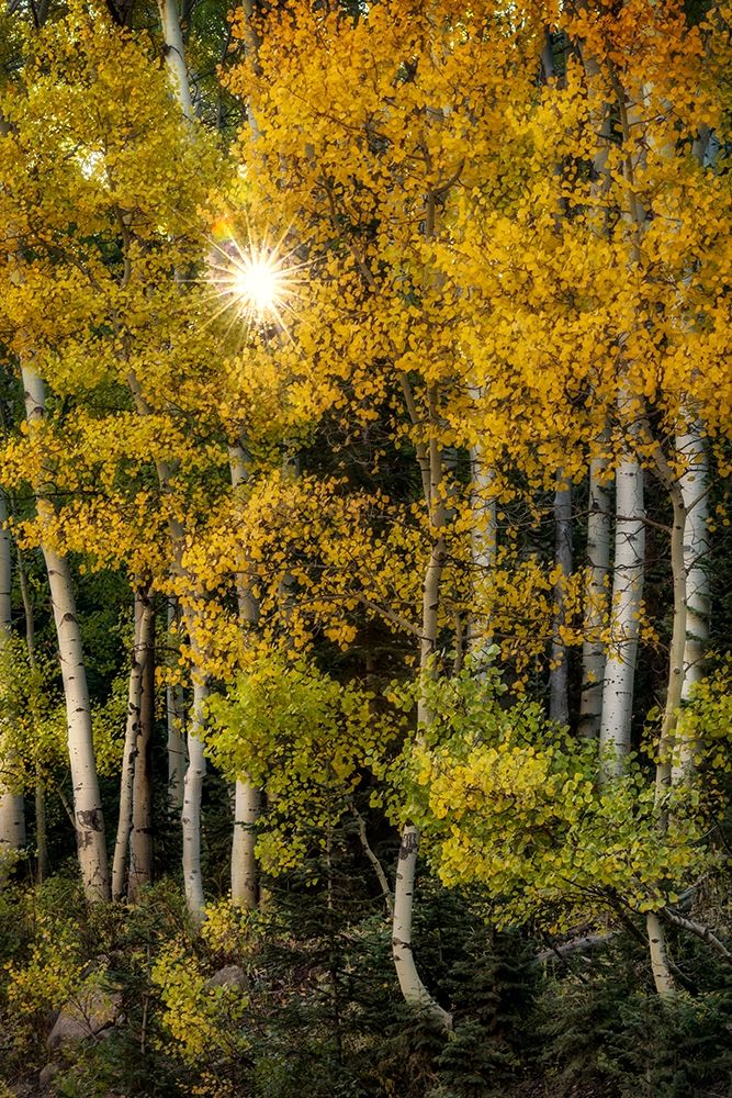 Peeking Through art print by Danny Head for $57.95 CAD