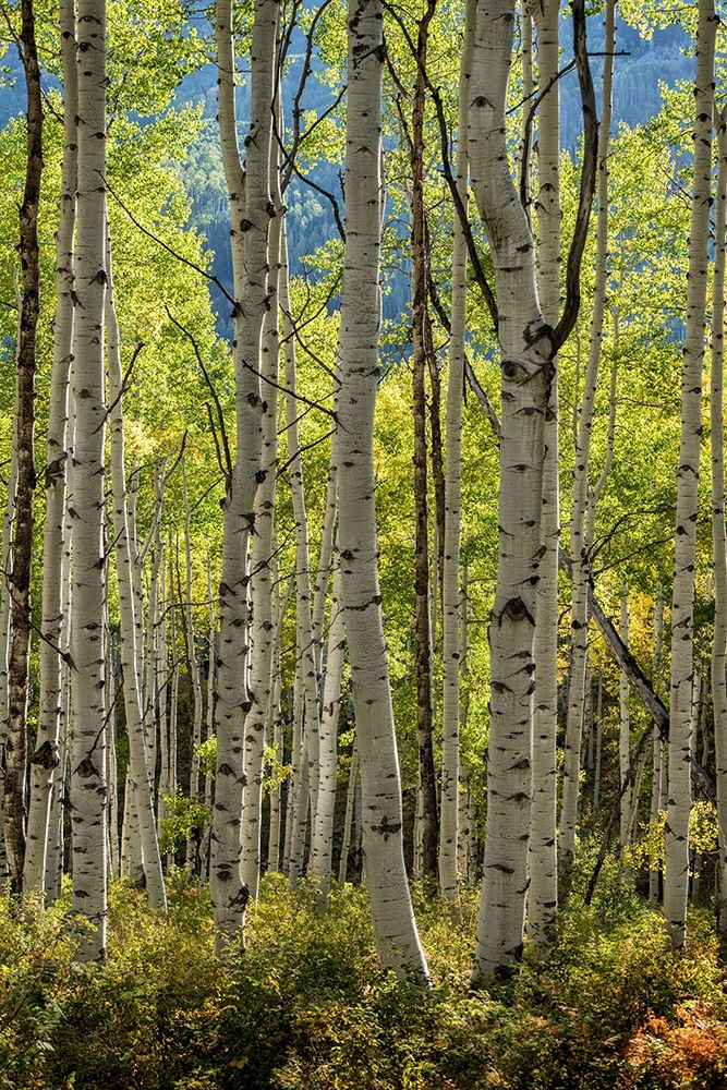 Aspen Trunks II art print by Danny Head for $57.95 CAD