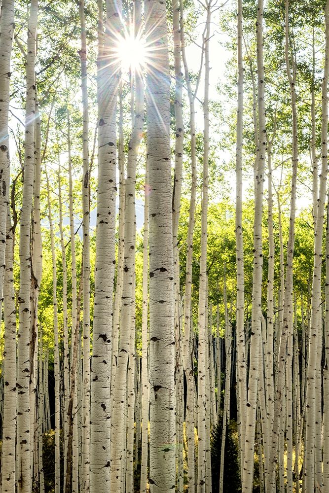 Aspen Trunks I art print by Danny Head for $57.95 CAD