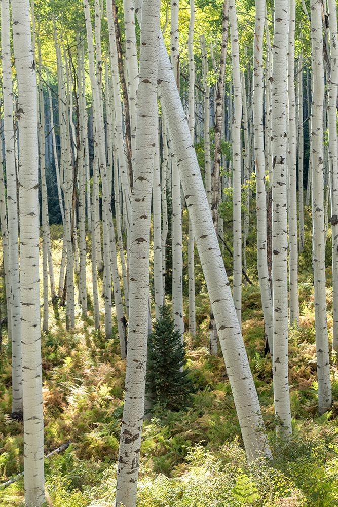 Aspen Trunks IV art print by Danny Head for $57.95 CAD