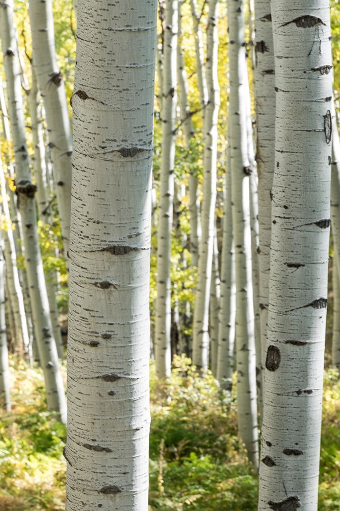 Aspen Trunks III art print by Danny Head for $57.95 CAD